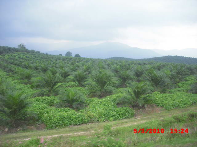 รูปภาพ