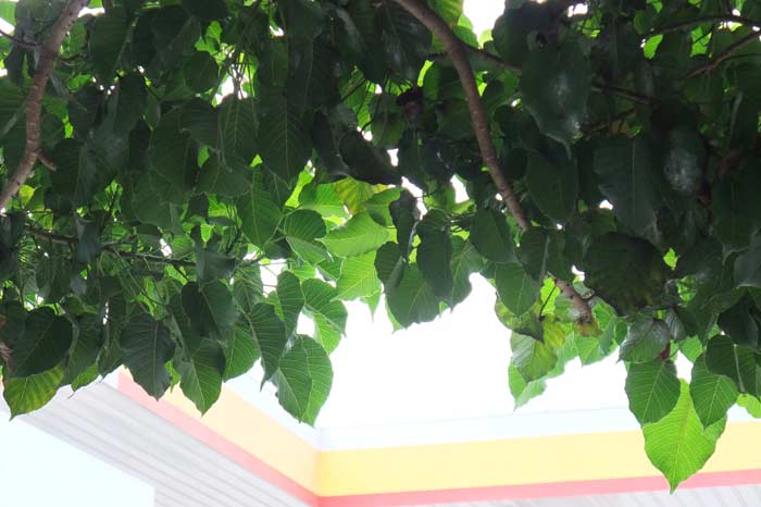 รูปภาพ