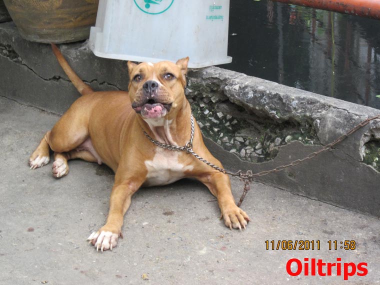 รูปภาพ