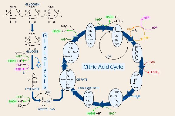 glycolysis[1].jpg