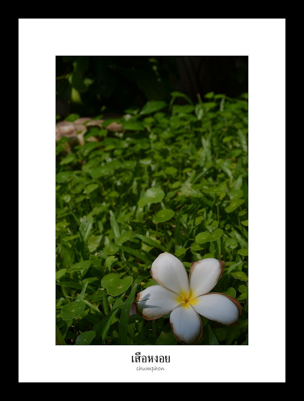 รูปภาพ
