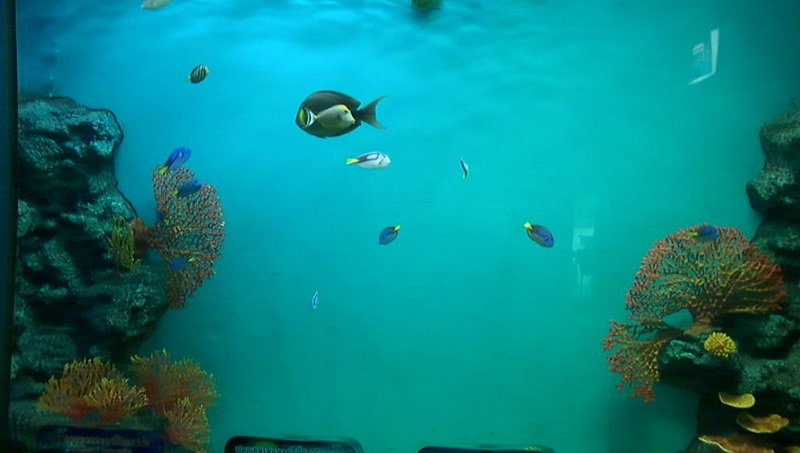 P1000036_resize.JPG