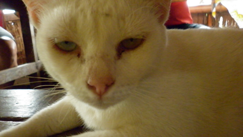 P1000045_resize.JPG