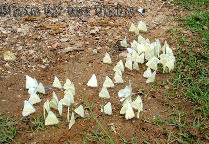 รูปภาพ