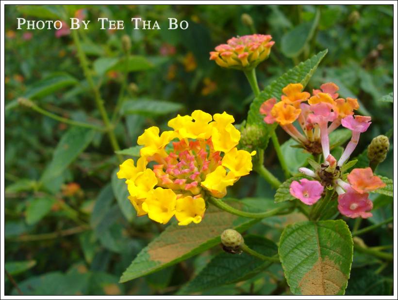 รูปภาพ