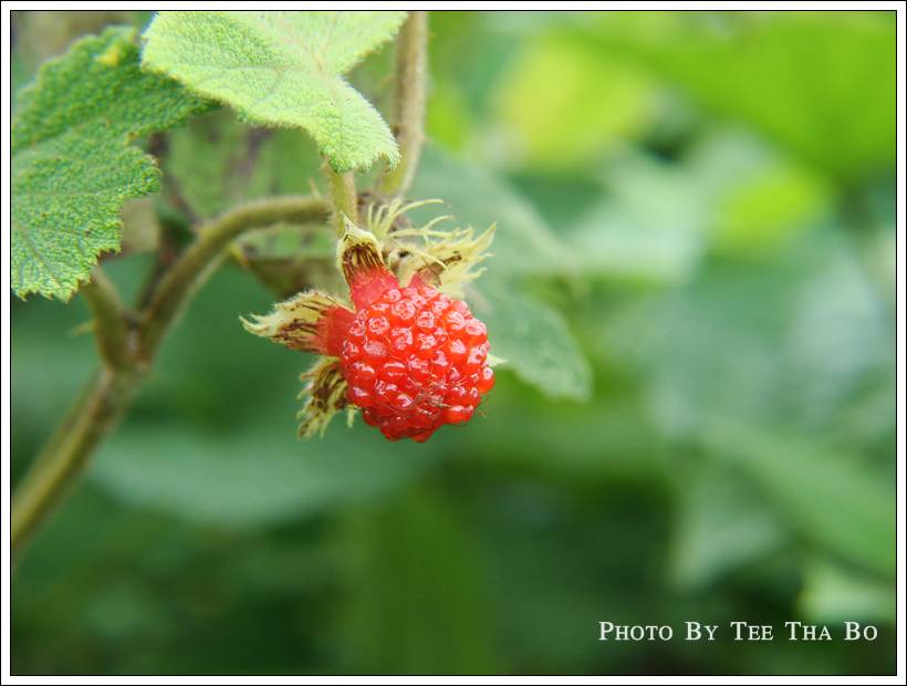 รูปภาพ