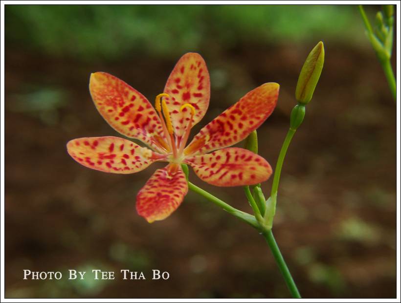 รูปภาพ