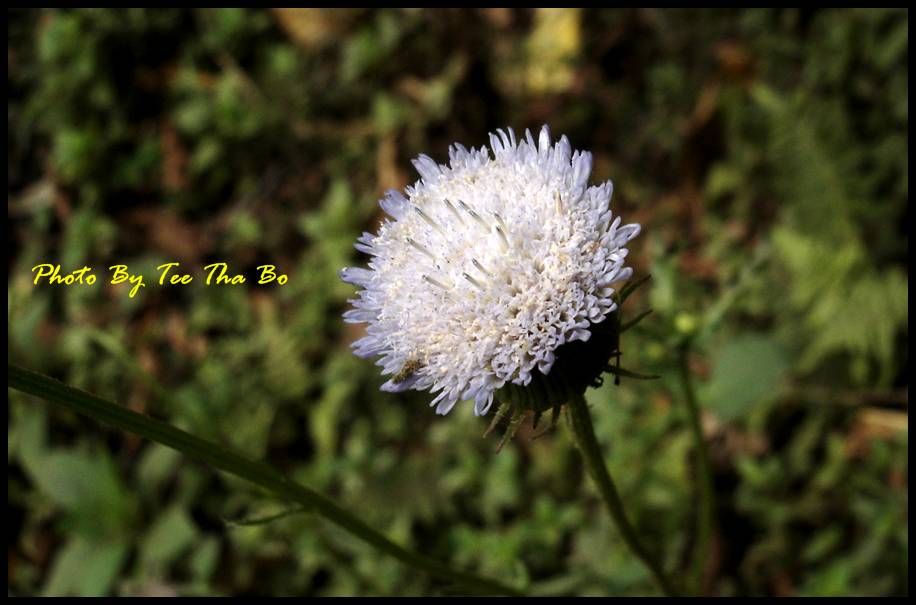 รูปภาพ
