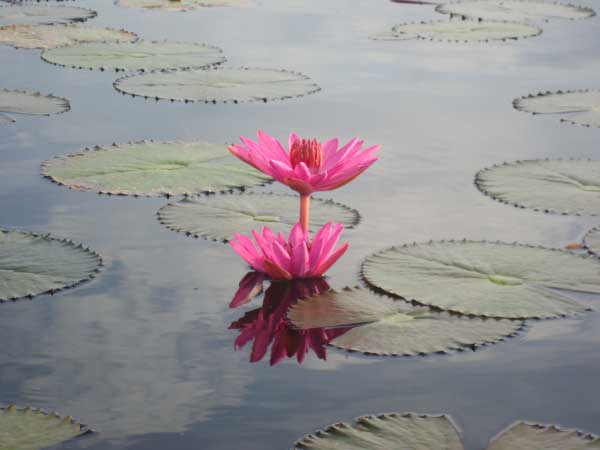 lotus02.jpg