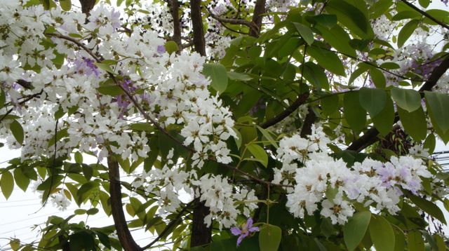 ต้นเสลา (สะ-เหลา) เป็นต้นไม้ยืนต้นดอกสีขาวจนถึงม่วงเข้ม ดอกสวยแต่ไม่หอม และจะออกดอกเต็มต้นบางต้นผลัดใบหมดต้น แต่บางต้นก็มีใบในขณะออกดอก กรมทางหลวงได้นำต้นเสลามาปลูกริมถนนในหลายเส้นทาง (ในภาพเป็นต้นเสลาริมถนนจากจังหวัดนครนายกไปอำเภอกบินทร์บุรี มีต้นเสลาปลูกเรียงรายอยู่ตลอดเส้นทาง)