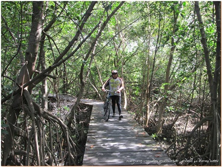 สพานไม้ทางไปชายทะเลกรุงเทพฯ