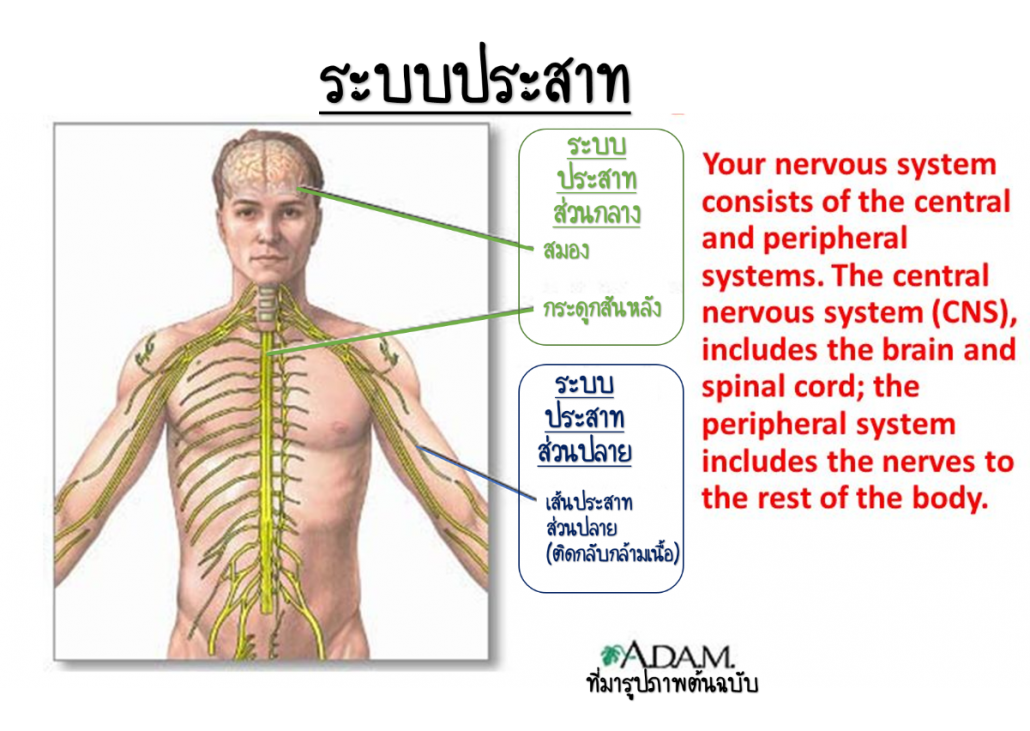 nervesystem.png