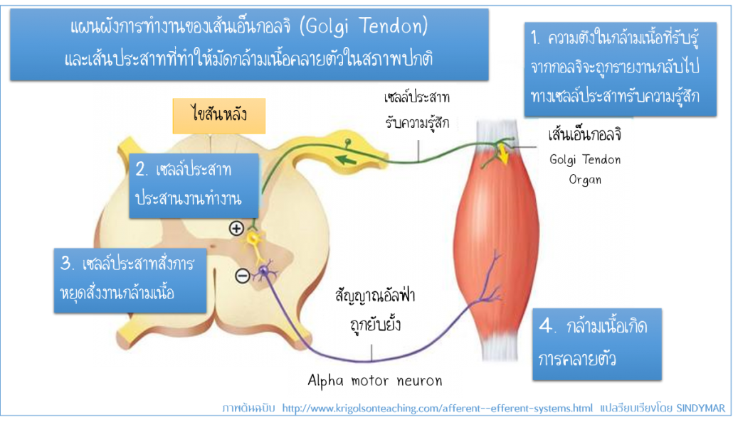 golgi3.png