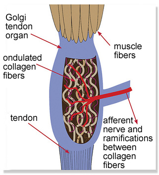 Golgie Tendon_en.jpg