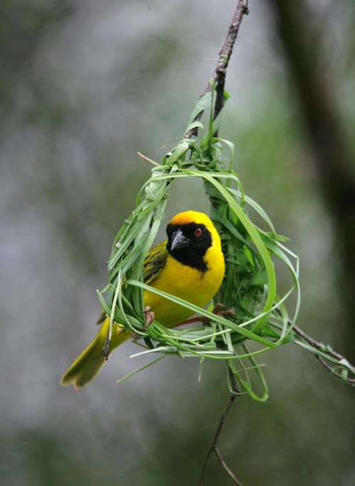 Amazing_Weaver_Birds_5.jpg