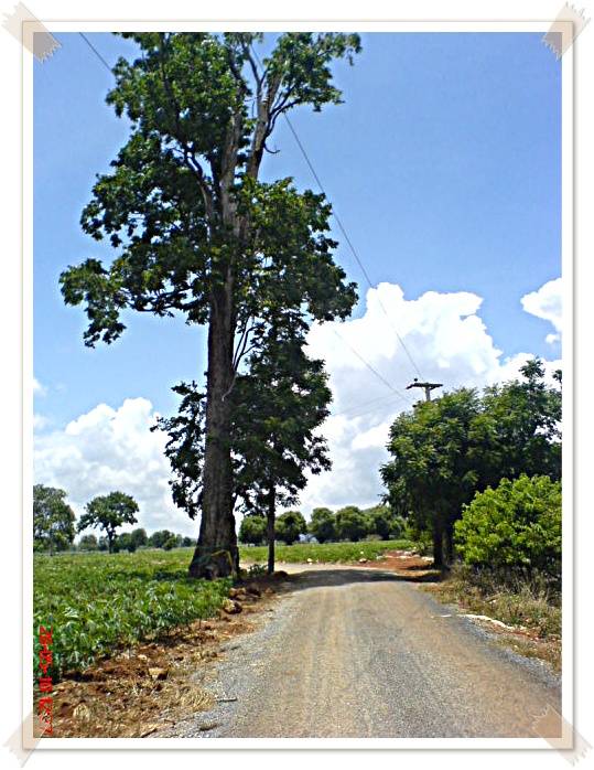 ตอนเป็นเด็ก เดินผ่านไปโรงเรียน ประดู่ต้นนี้ใหญ่ที่สุดในโลก เดี๋ยวนี้พัฒนามีผ้่สีมาผูกด้วย