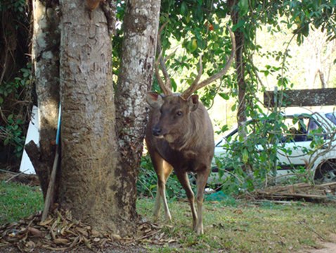 เขาใหญ่ 115.jpg