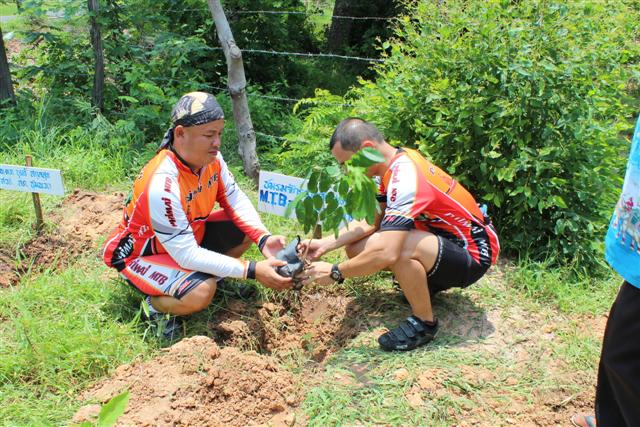 พิมาย MTB ร่วมปลูกต้นไม้(ต้นมะค่า)ไว้เป็นที่ระลึก