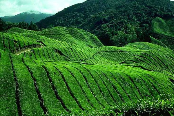 Cameron-Highlands-Tea-Plantation_1.jpg