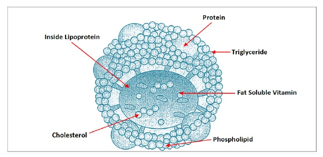 the cholesteral con p5.jpg