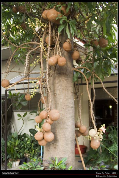 CANNON BALL TREE