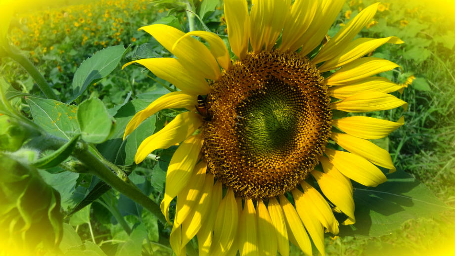 Sunflower1.jpg
