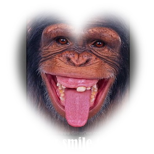 _Funny-monkey.jpg