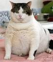 แมวปั่นยังอ้วน